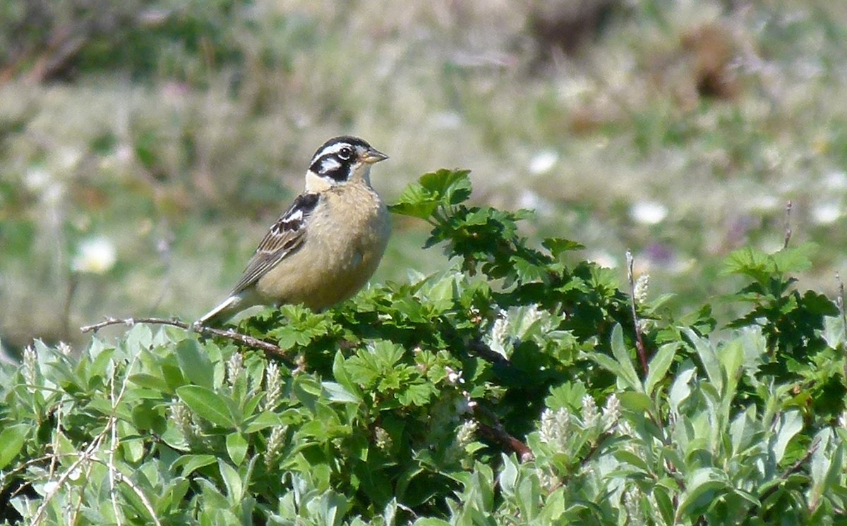 Smith's Longspur - ML589871921