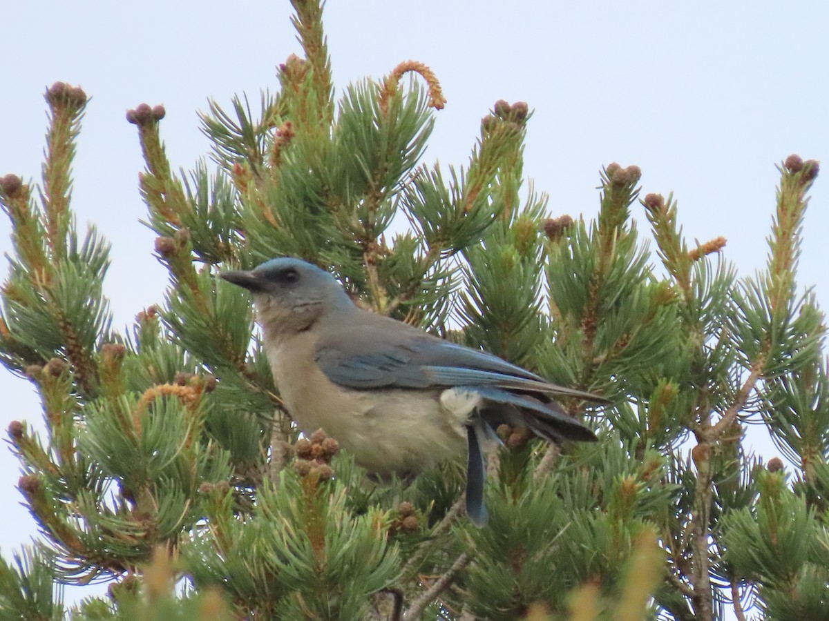 Mexican Jay - ML589872061
