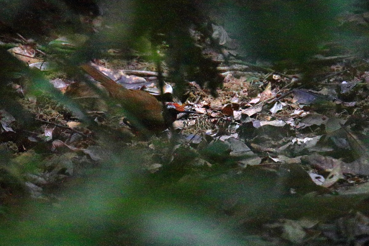 Malaysian Rail-babbler - ML589872111