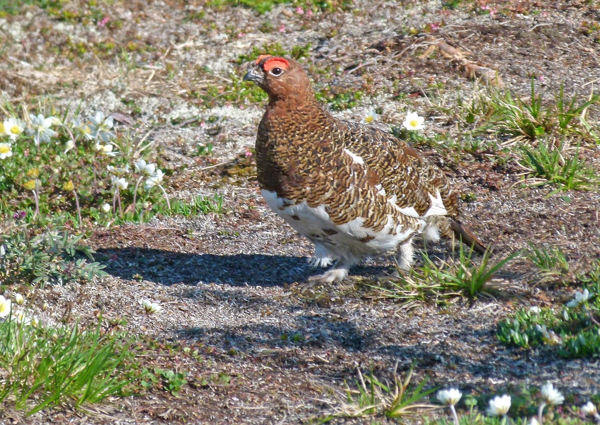 Willow Ptarmigan - ML589872311