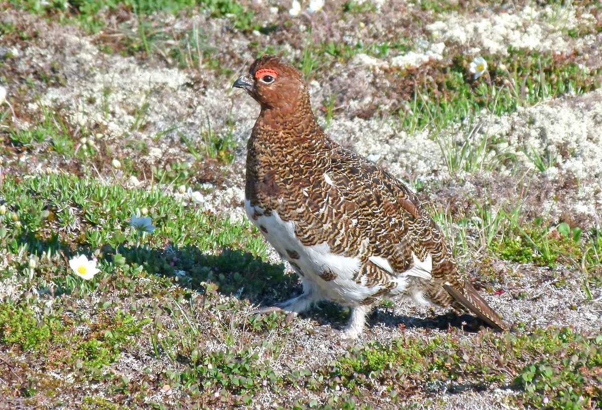 Willow Ptarmigan - ML589872321