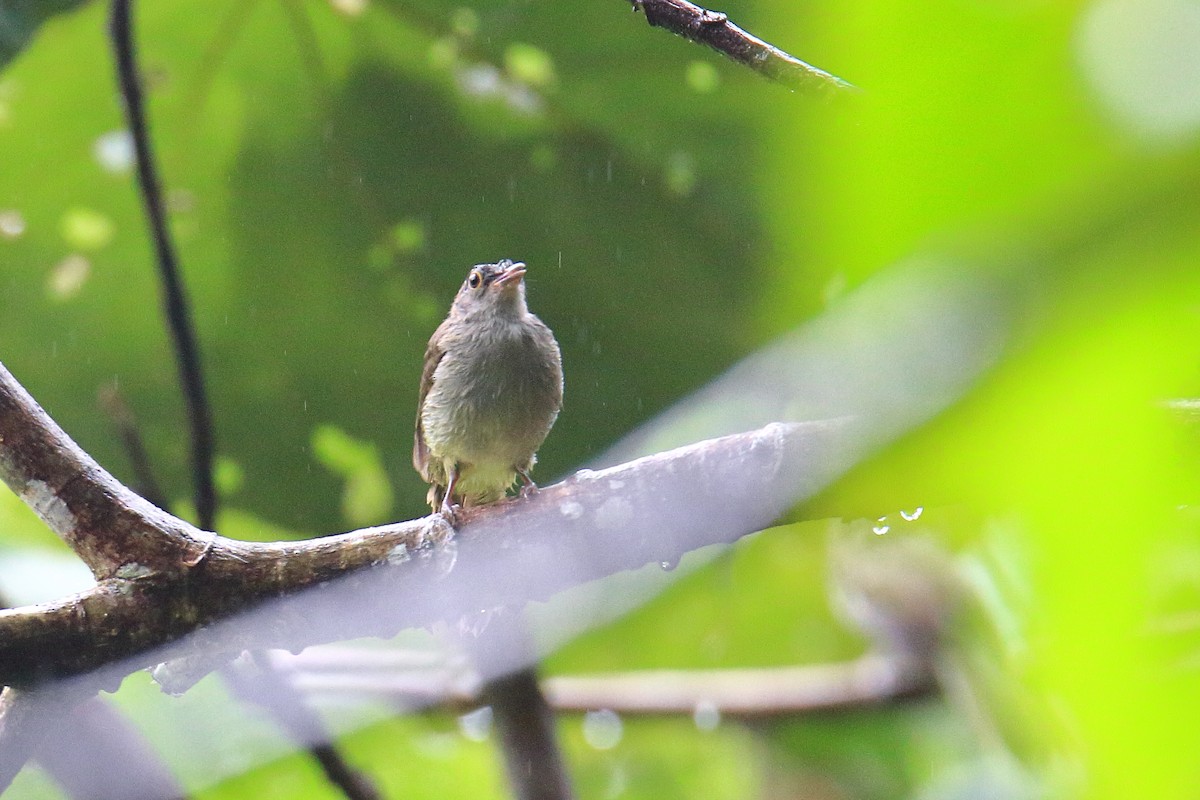 Spectacled Bulbul - ML589872581