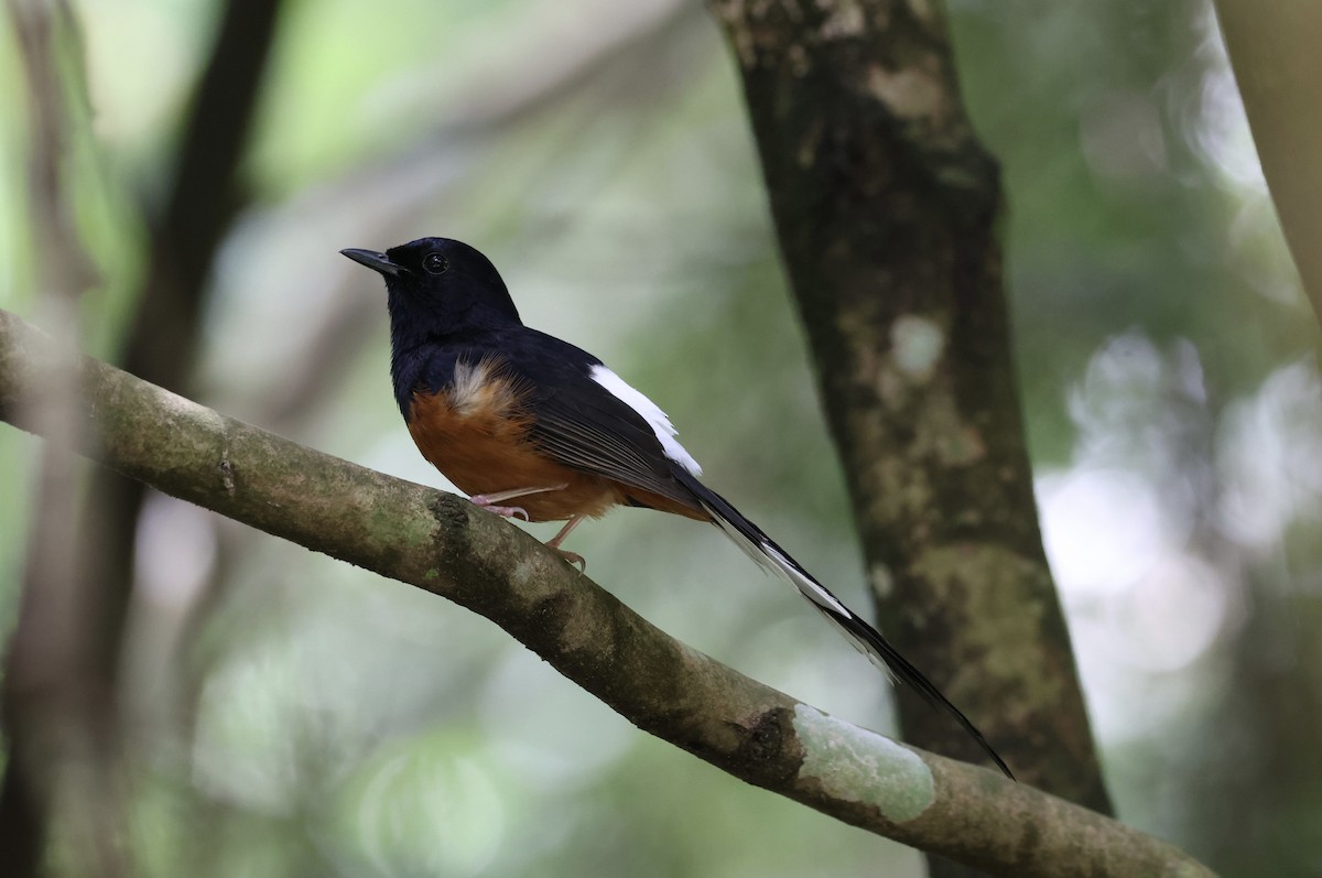 White-rumped Shama - ML589873301