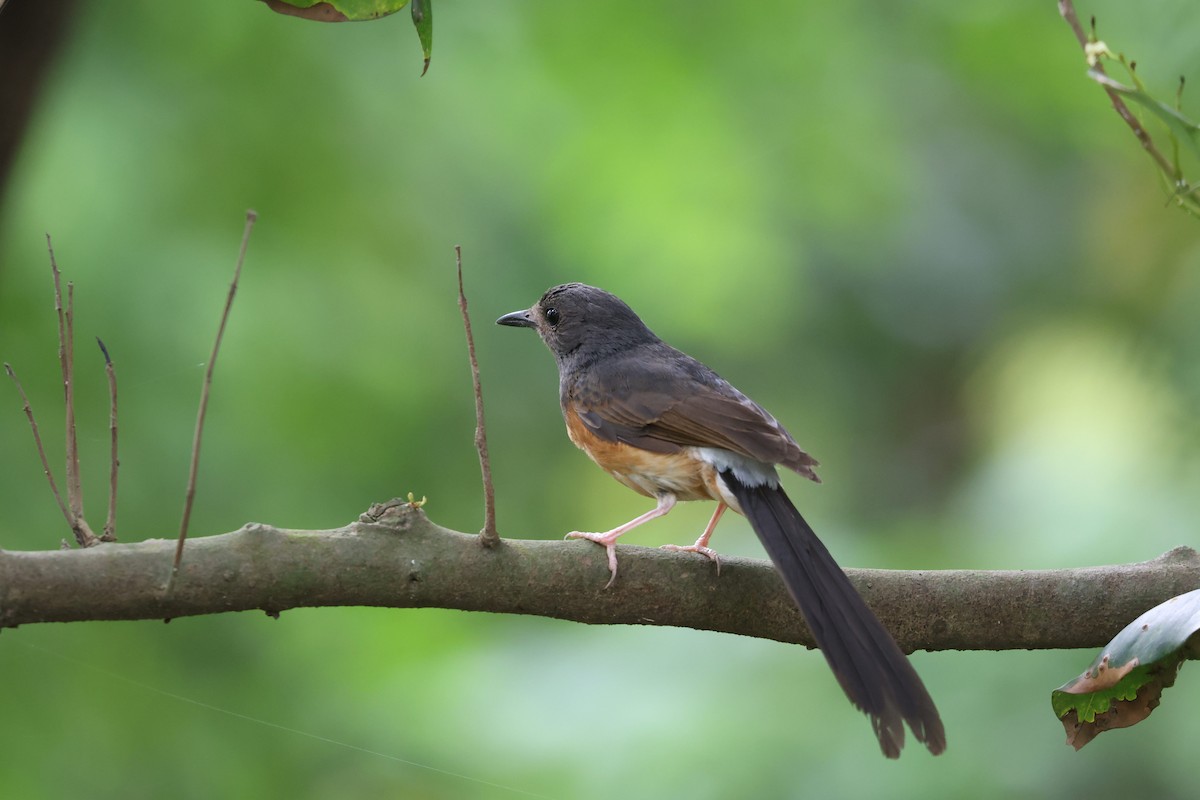 White-rumped Shama - ML589873311