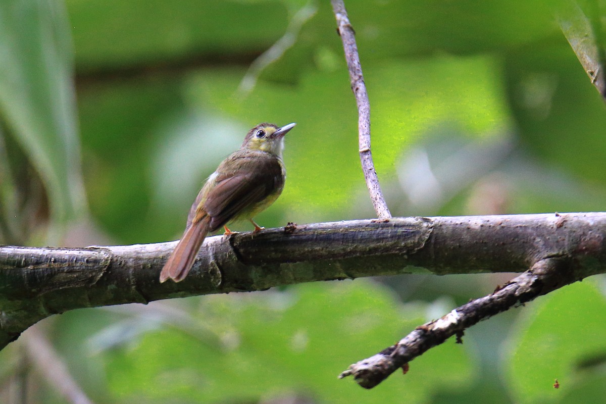 Hairy-backed Bulbul - Yung-Kuan Lee