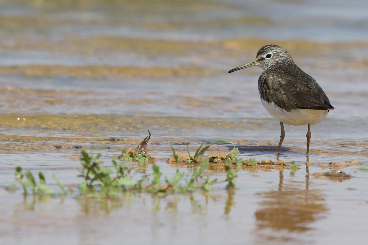 Green Sandpiper - Nader Fahd