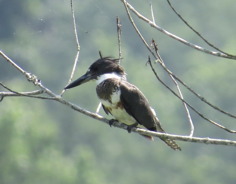 Belted Kingfisher - ML589873821