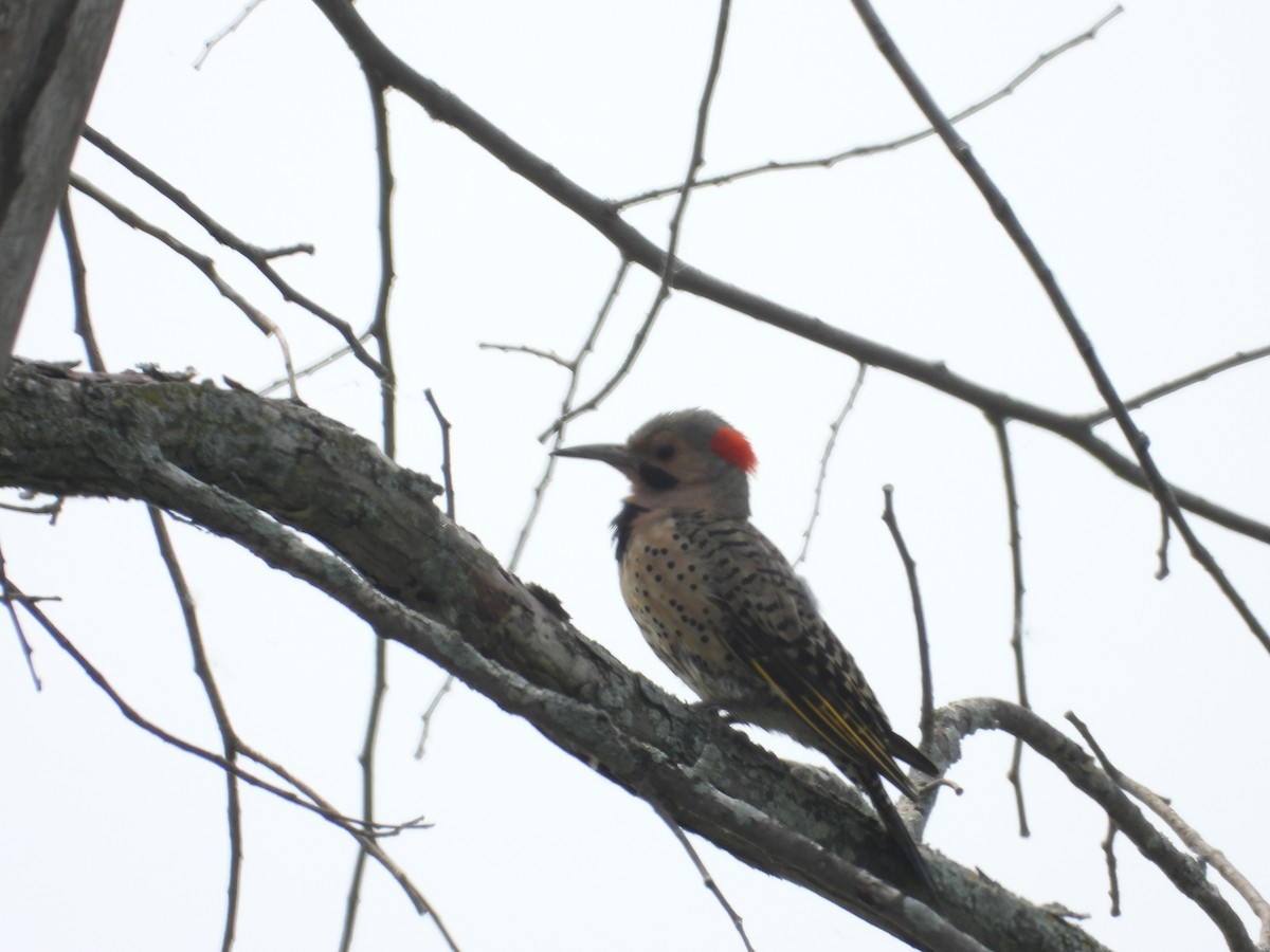 Northern Flicker - ML589873871