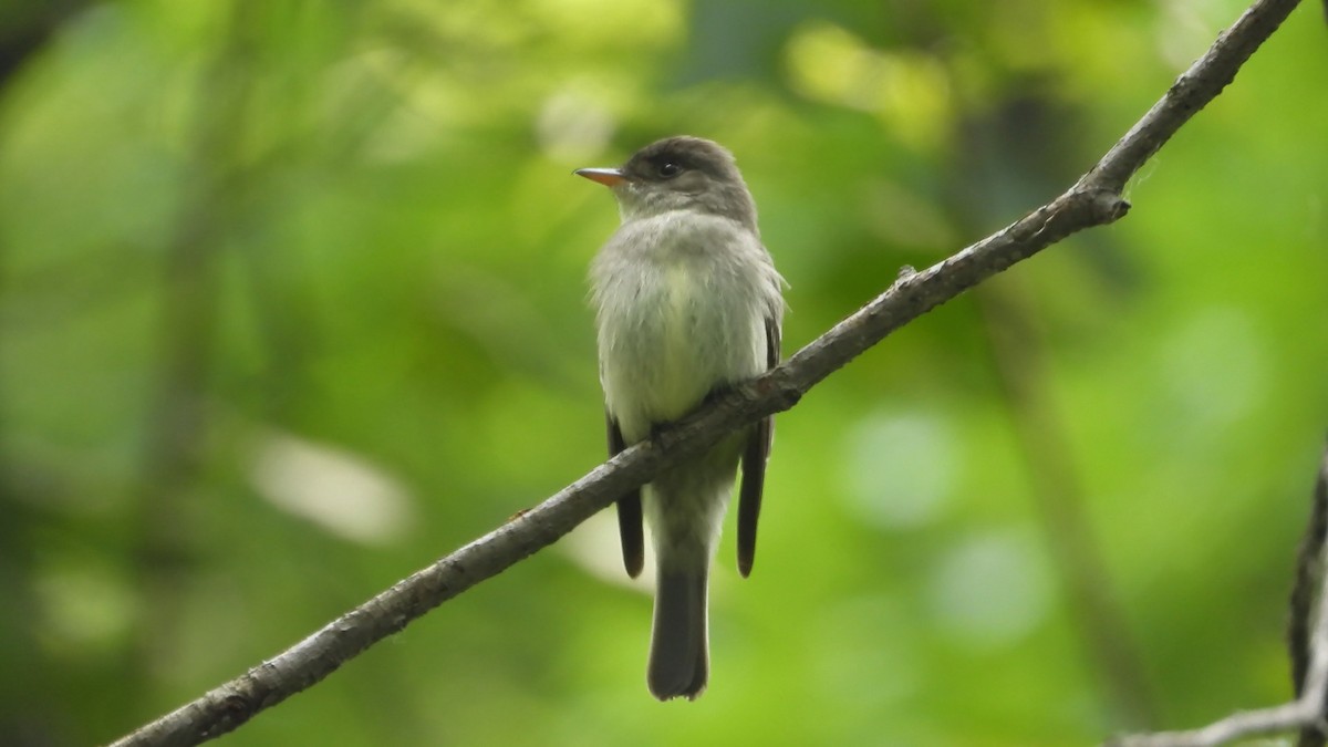 Eastern Wood-Pewee - ML589874011