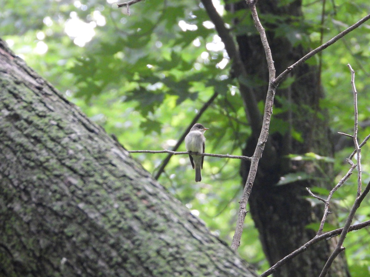 Eastern Wood-Pewee - ML589874101