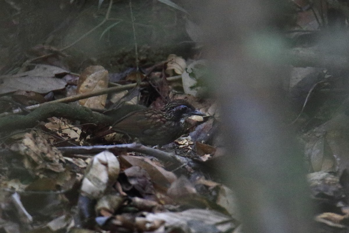 Large Wren-Babbler - ML589874591