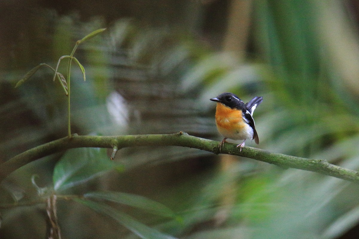 Rufous-chested Flycatcher - ML589874661