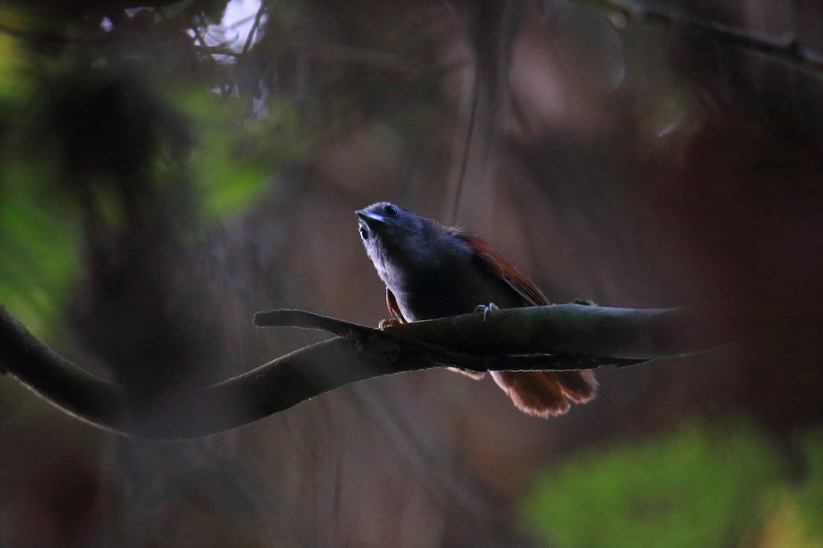 Chestnut-winged Babbler - Yung-Kuan Lee