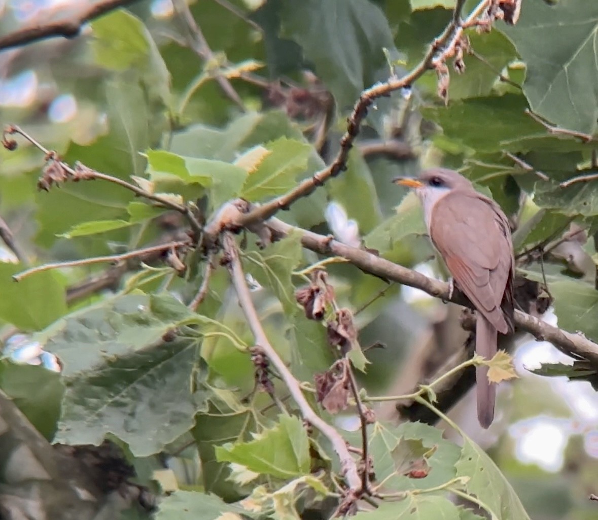 Yellow-billed Cuckoo - ML589876441