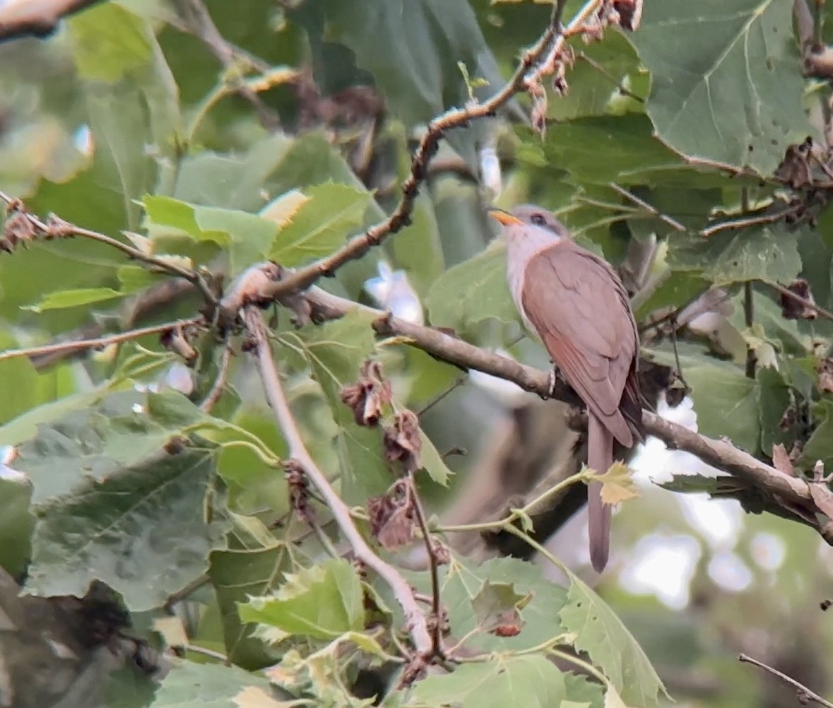 Yellow-billed Cuckoo - ML589876451