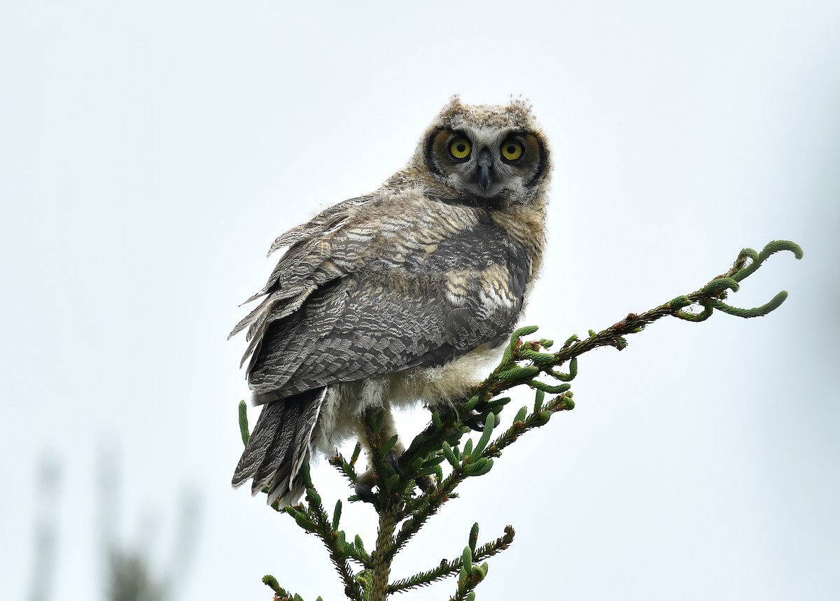 Great Horned Owl - ML589876551