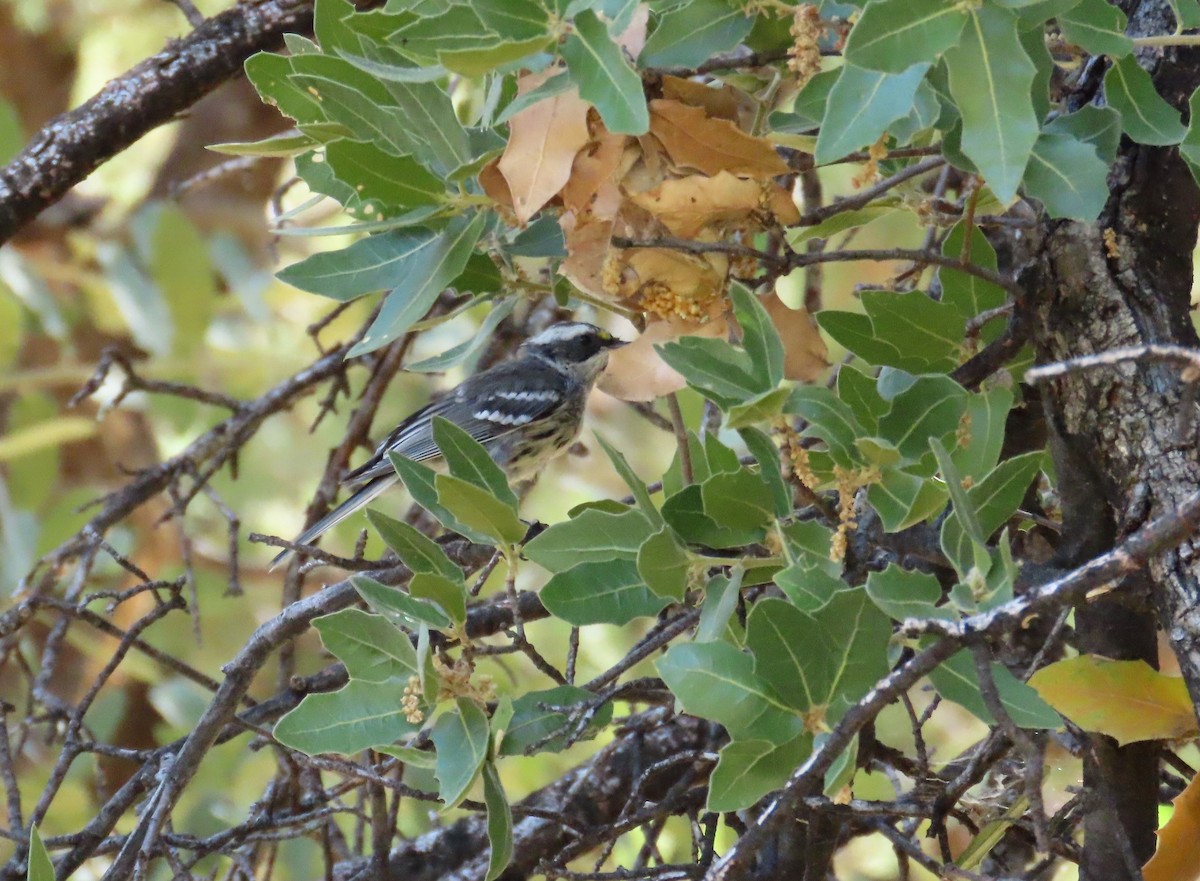 Black-throated Gray Warbler - ML589877571