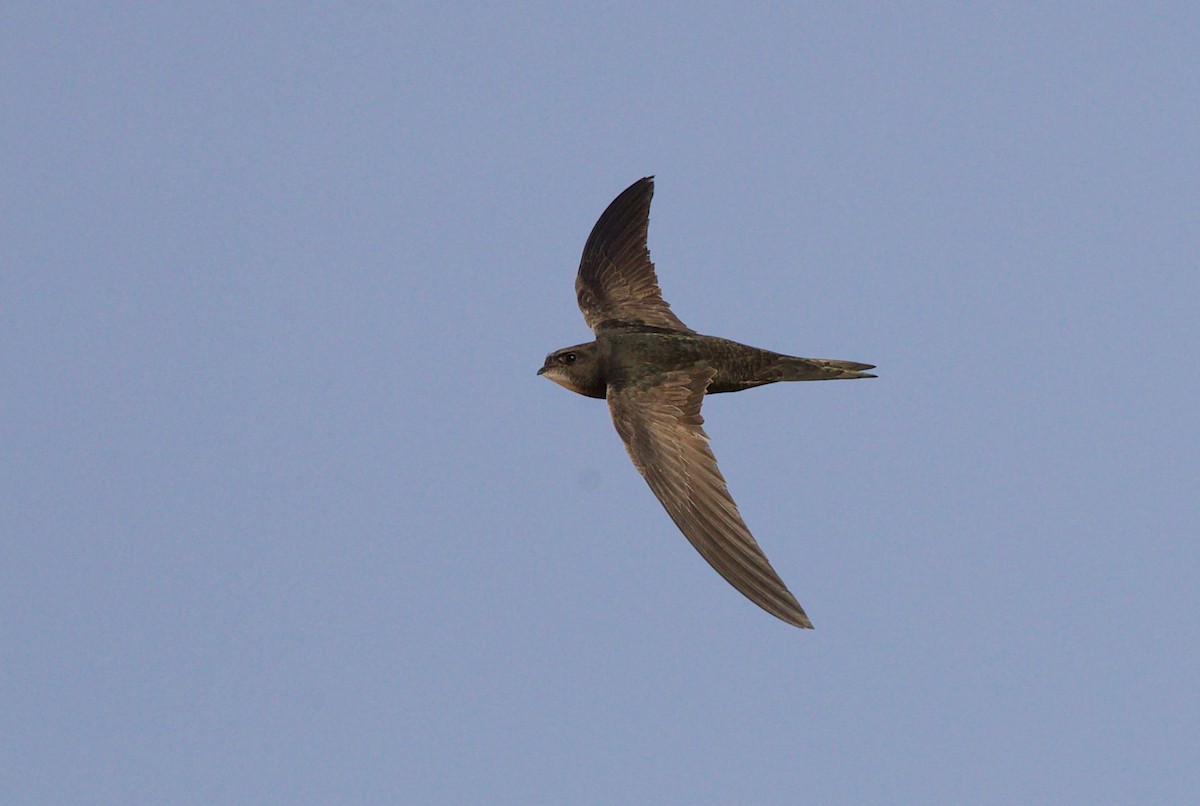 Common Swift - ML589878411