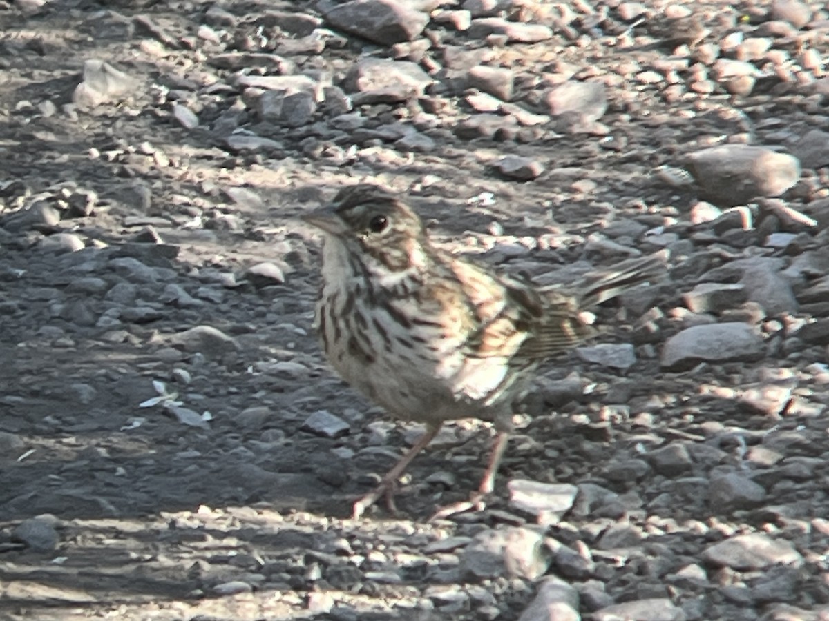 Vesper Sparrow - ML589878611