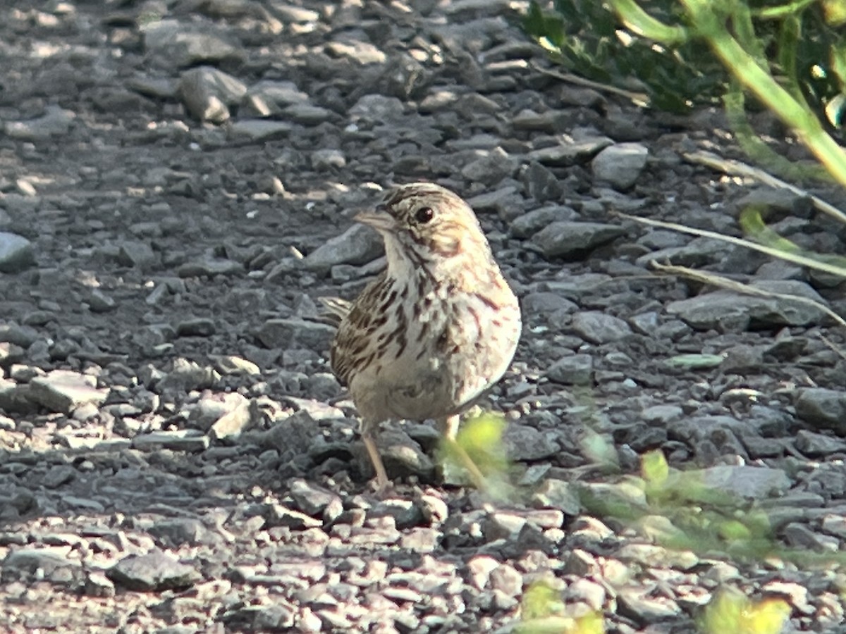 Vesper Sparrow - ML589878621