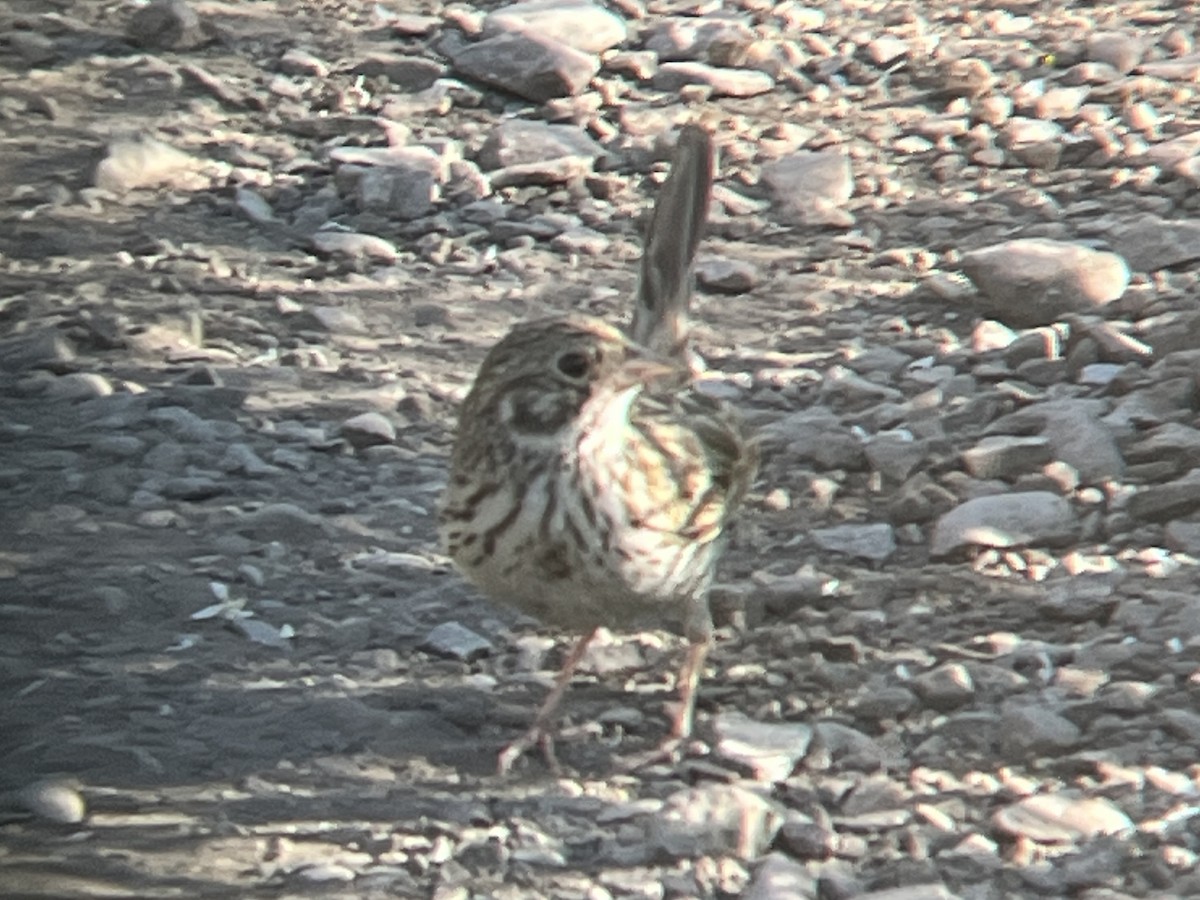 Vesper Sparrow - ML589878631