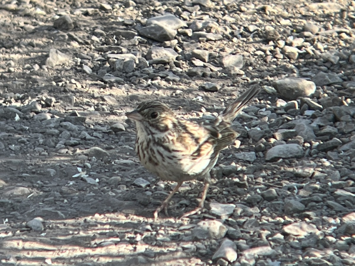 Vesper Sparrow - ML589878641