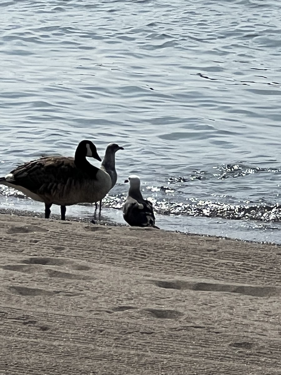 Heermann's Gull - ML589878831