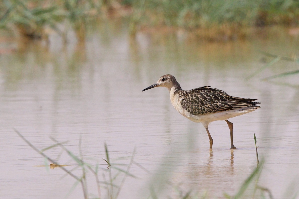 Ruff - ML589879941