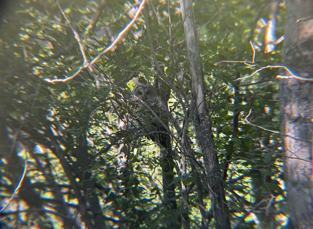 Barred Owl - ML589880301