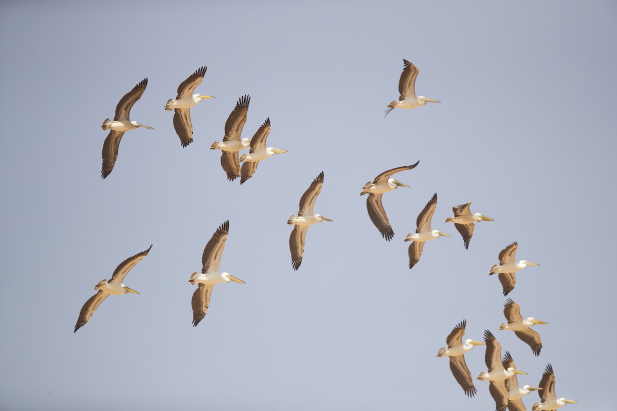 Great White Pelican - ML589880561