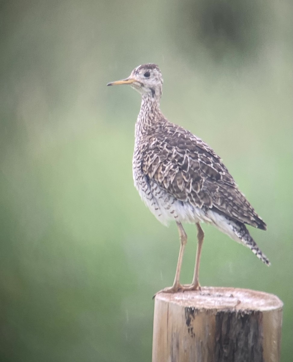 Upland Sandpiper - ML589880741