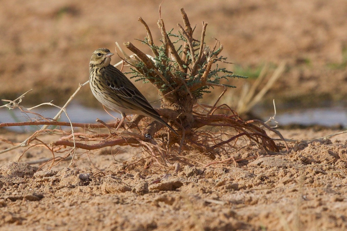 Tree Pipit - ML589881791