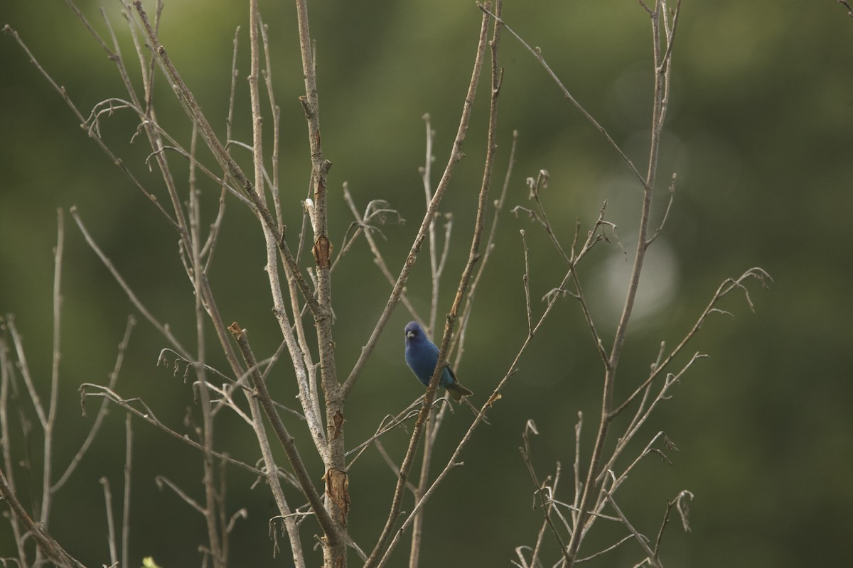 Indigo Bunting - ML589882161