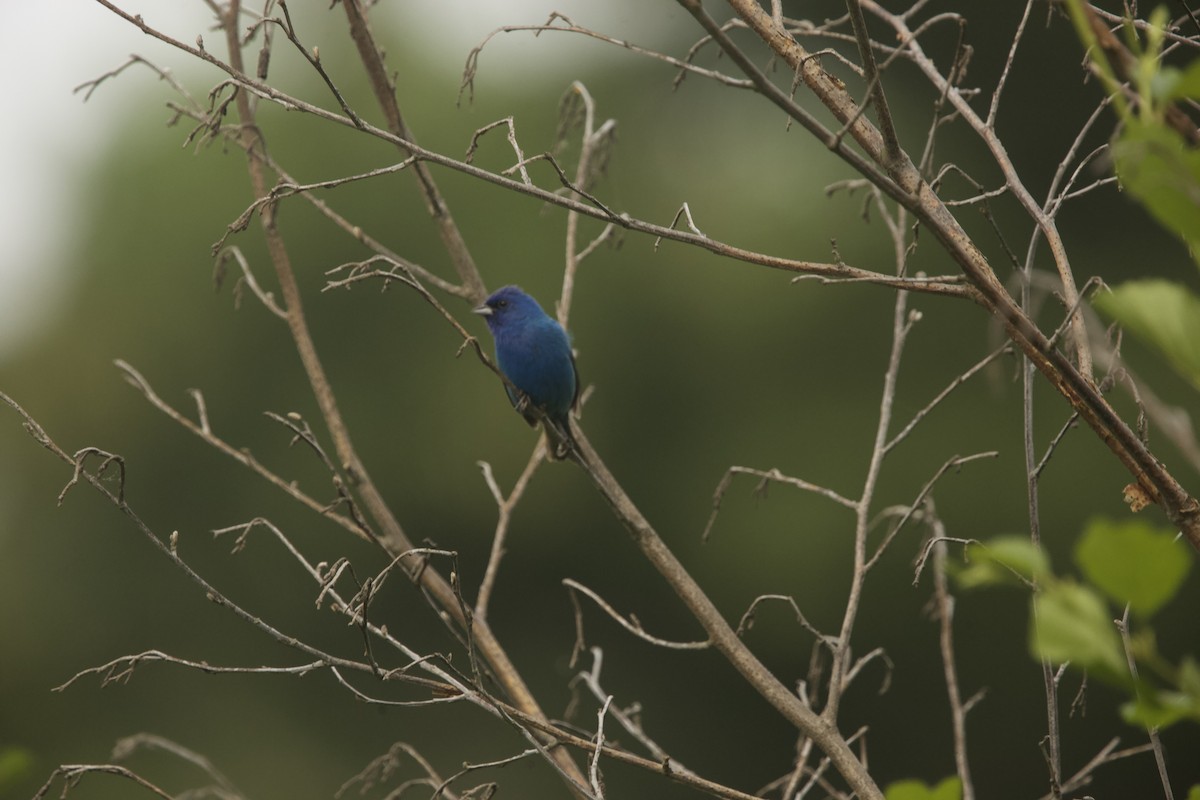 Passerin indigo - ML589882201