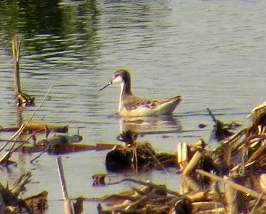 Wilson's Phalarope - ML58988221