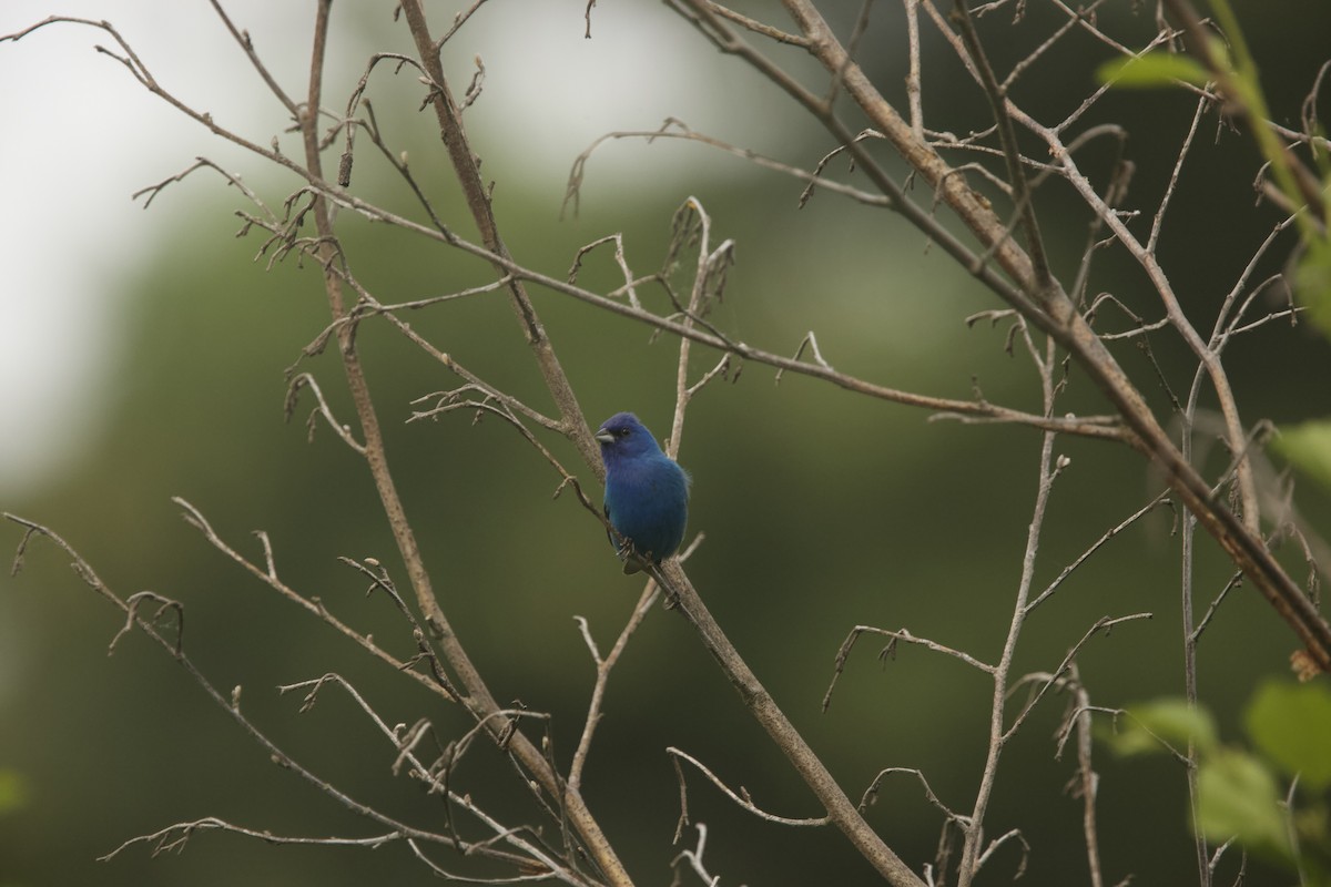 Indigo Bunting - ML589882211