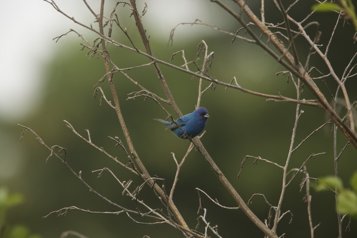 Indigo Bunting - ML589882221