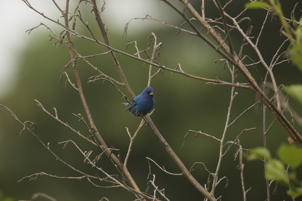 Indigo Bunting - ML589882231