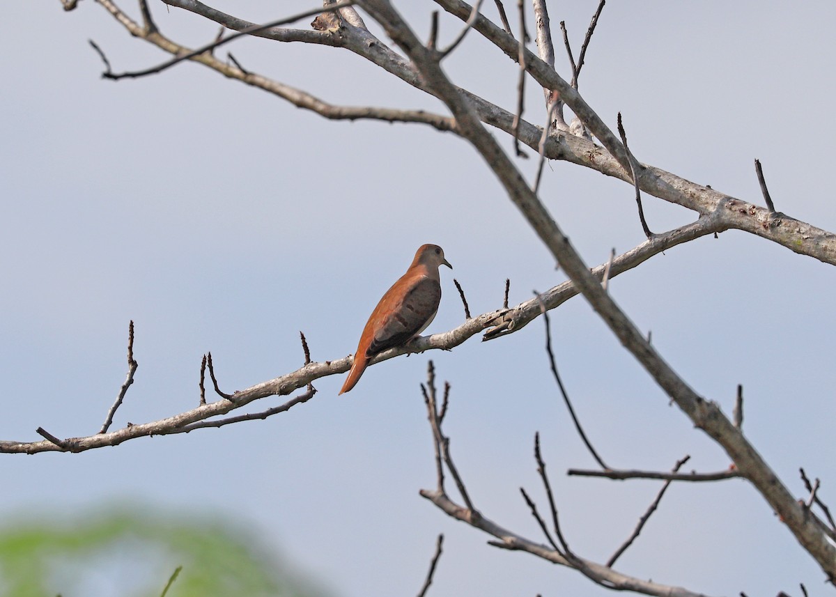 Blue Ground Dove - Noreen Baker