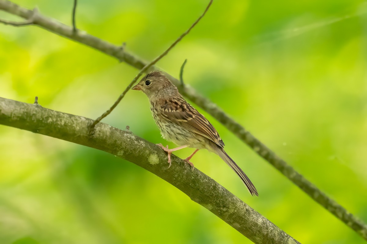 Field Sparrow - ML589884451