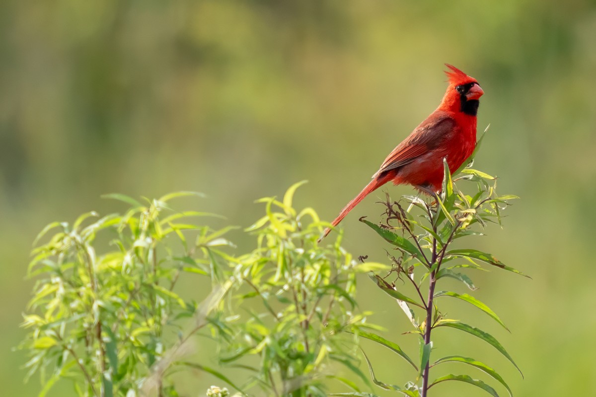 Cardinal rouge - ML589884881