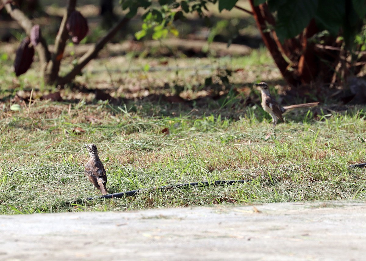 Long-tailed Mockingbird - ML589885111
