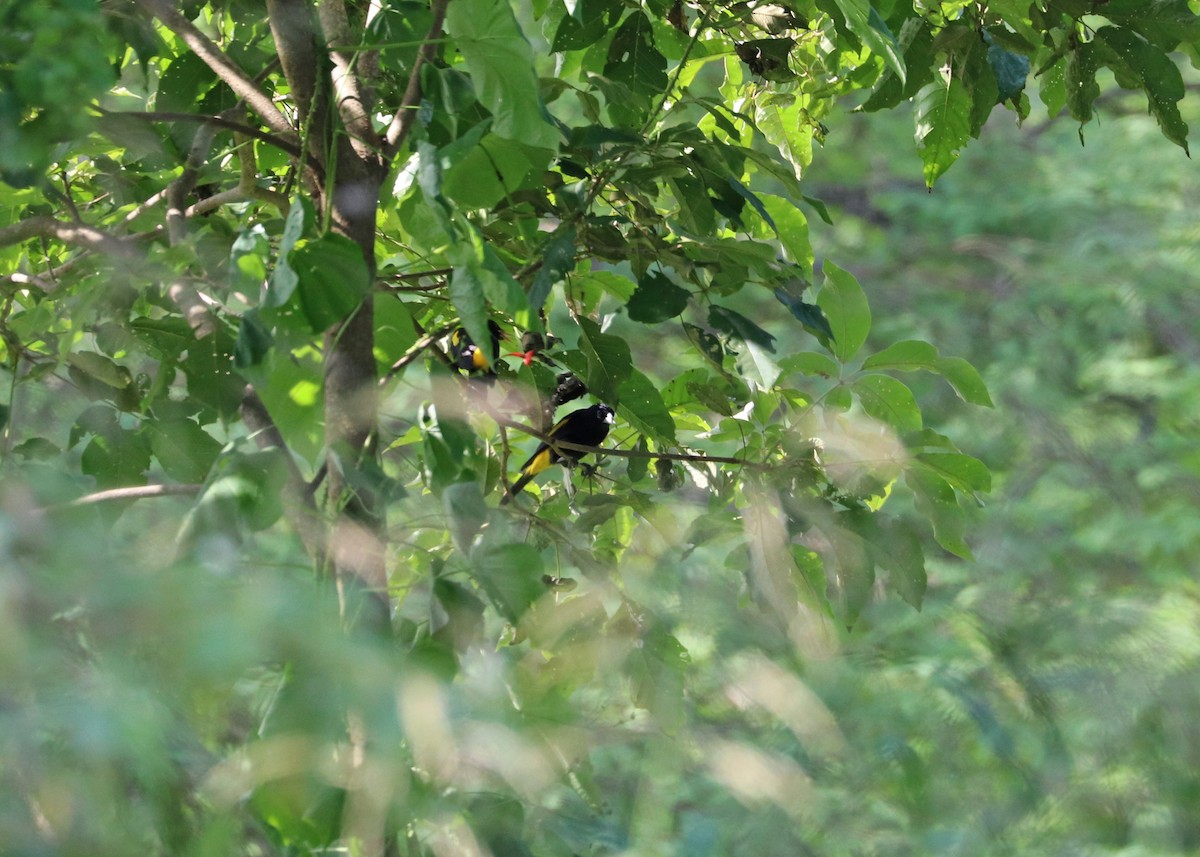 Yellow-rumped Cacique - ML589885211
