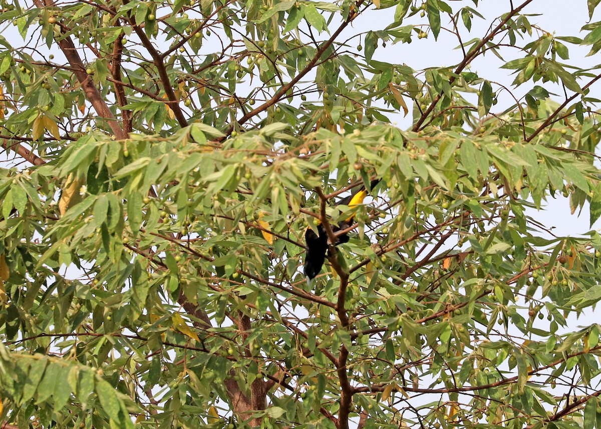 Yellow-rumped Cacique - ML589885241