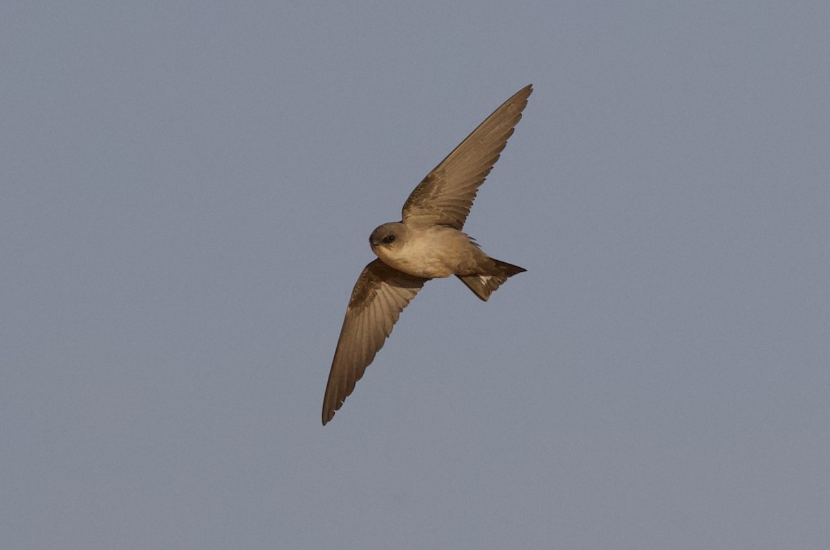 Eurasian Crag-Martin - ML589885871