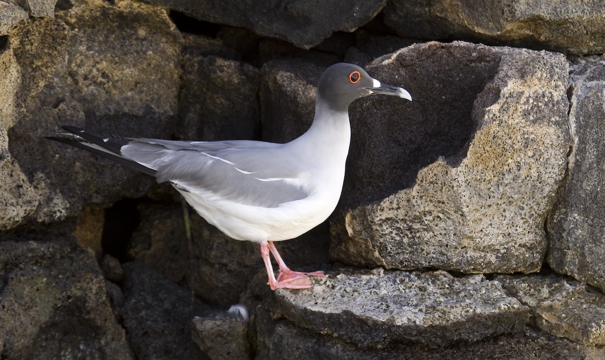 Swallow-tailed Gull - ML589887191