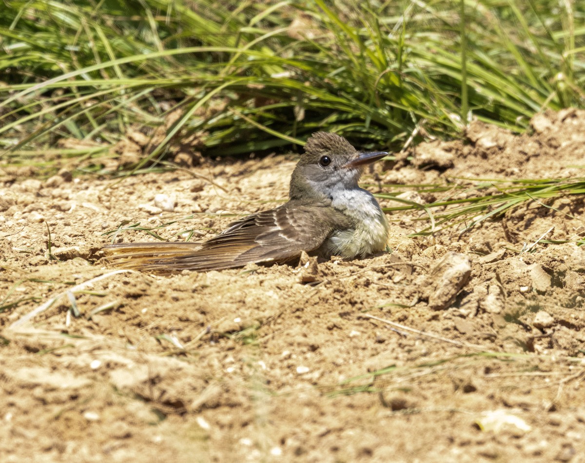 Great Crested Flycatcher - ML589888381