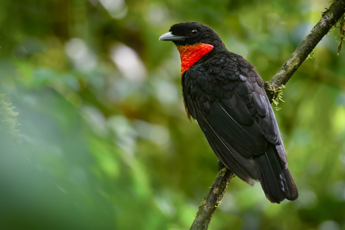 Red-ruffed Fruitcrow - ML589889531