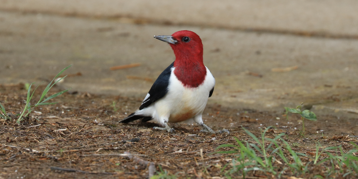 Red-headed Woodpecker - ML589890101