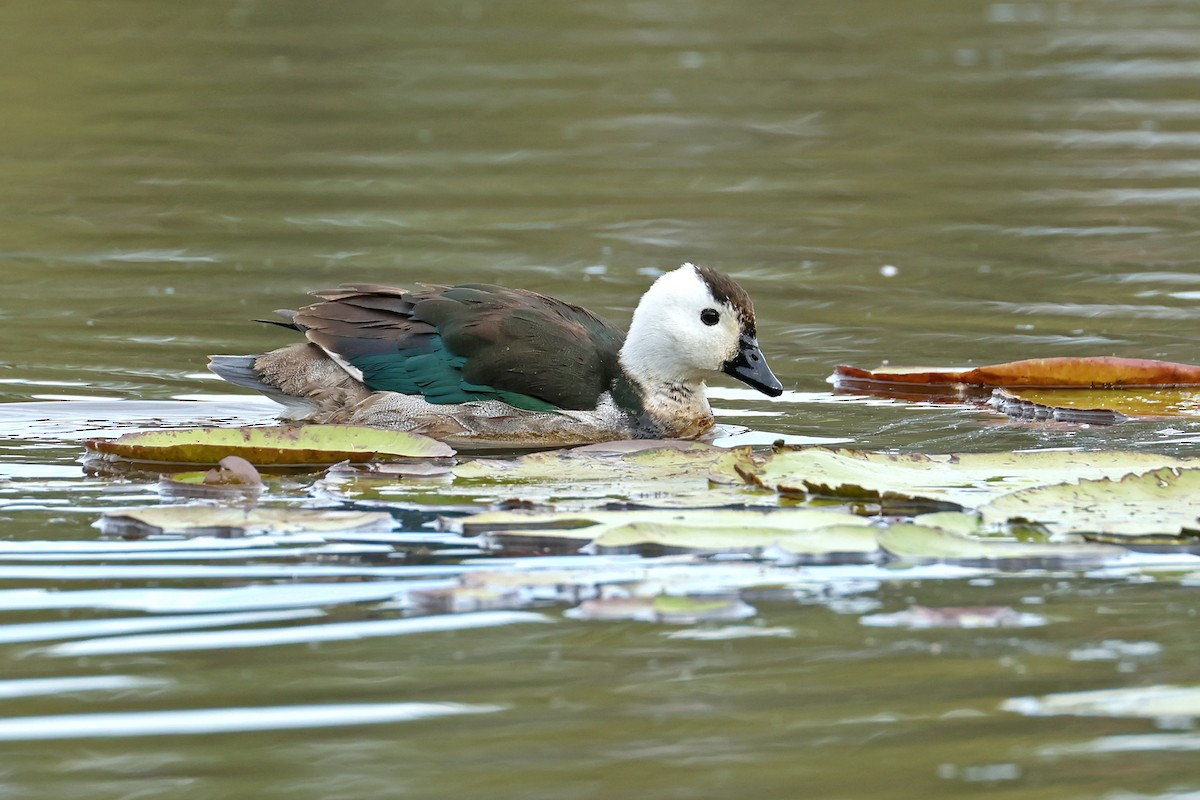 Cotton Pygmy-Goose - ML589890151